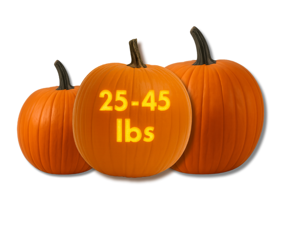 Traditional Beach Ball