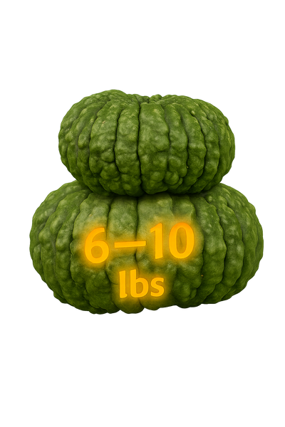 Cinderella Fairytale Gourd