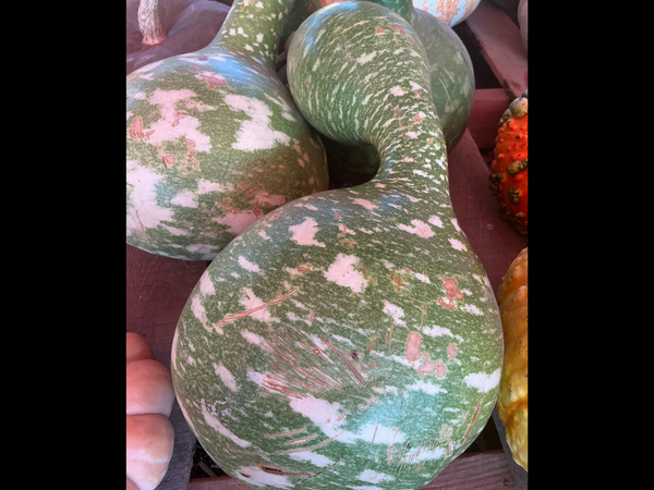 Swan Pumpkin