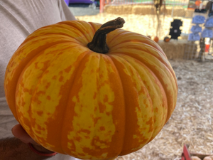 Picachu Pumpkin