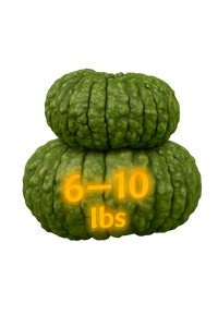 Cinderella Fairytale Gourd