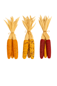 Large Indian Corn Bundle