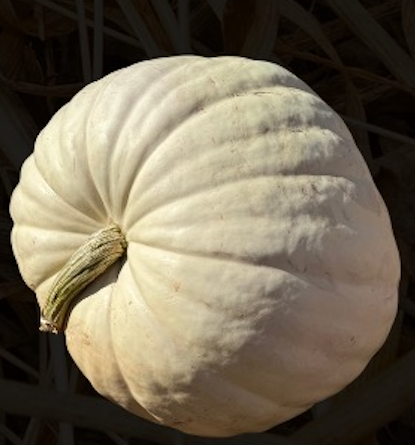 Polar Bear Pumpkin