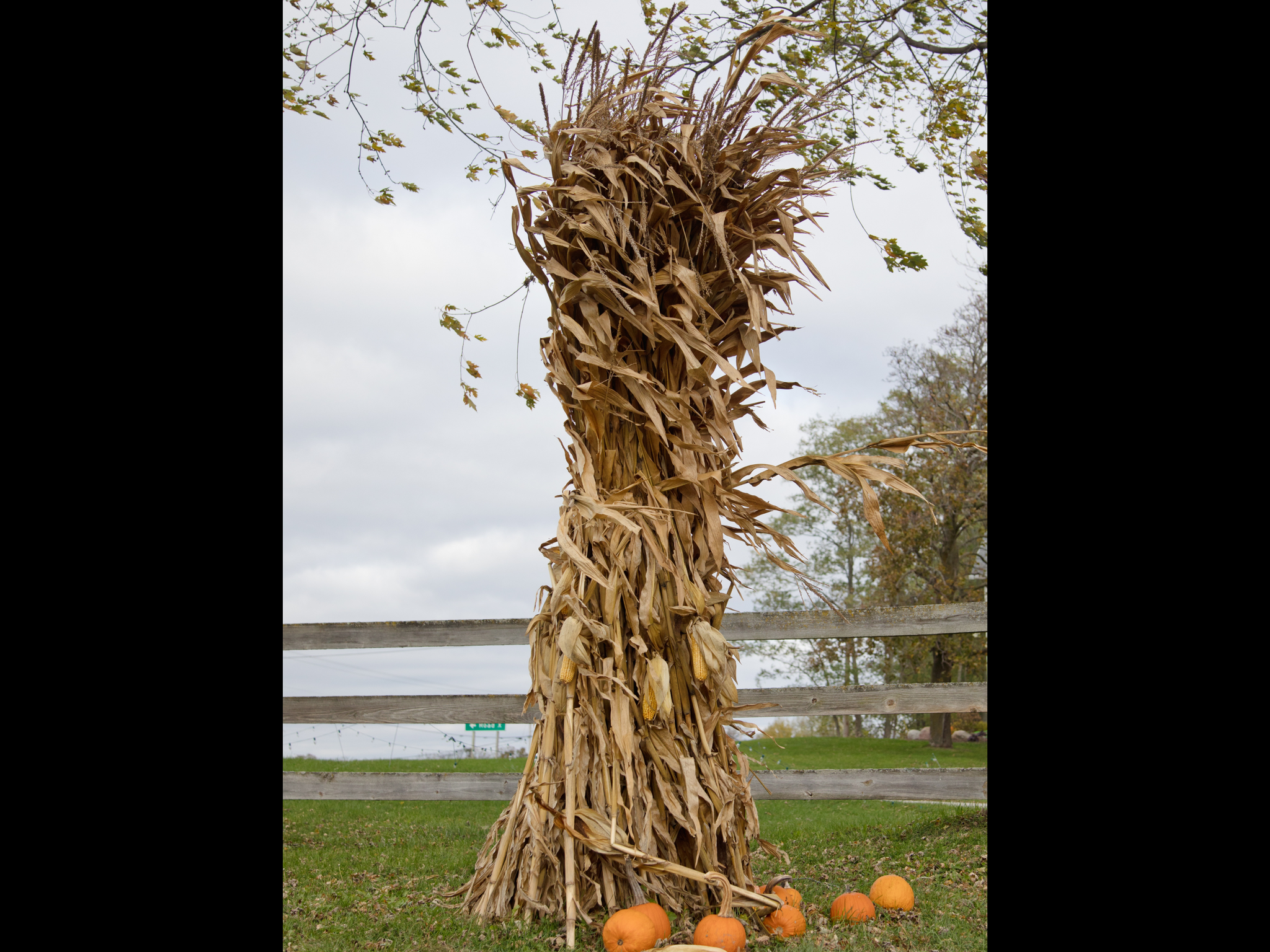 Corn Stalk - Brea