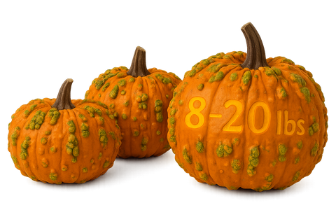 Witch Pumpkin