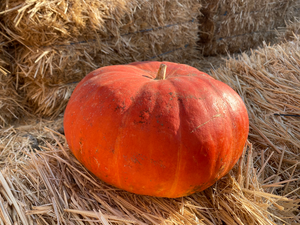 Autumn Colour Heirloom - Farmers Market