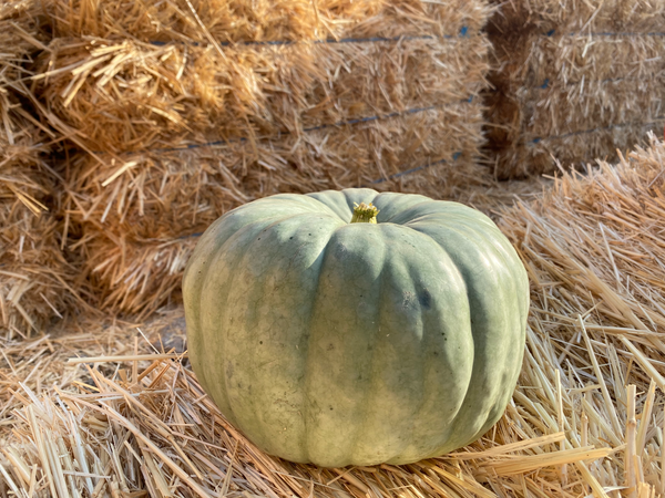 Autumn Colour Heirloom - La Jolla