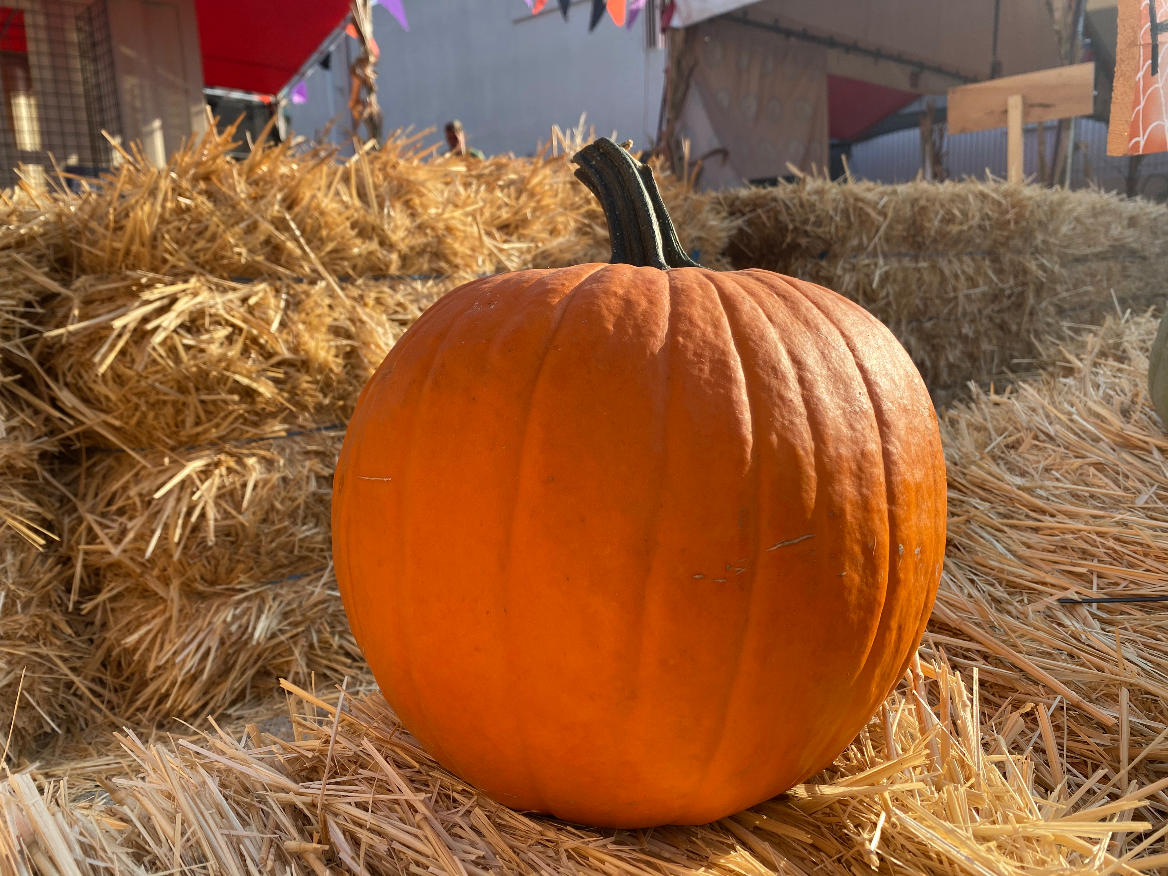 Traditional Basketball (Carving Pumpkin) - San Diego