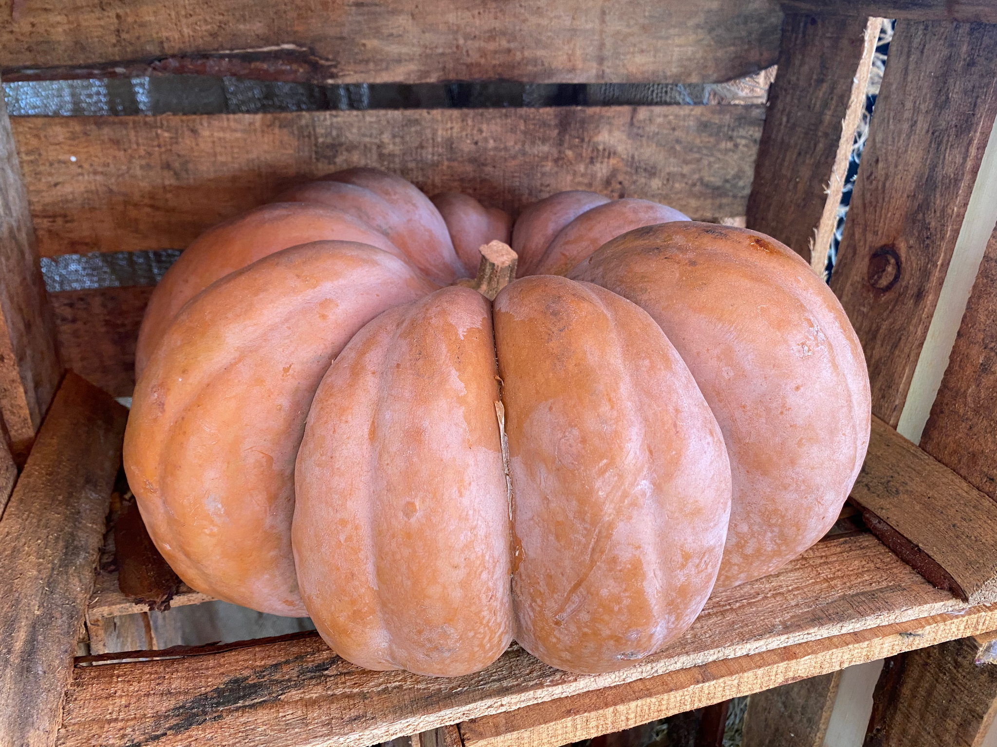 Cinderella Fairytale Pumpkins - Farmers Market