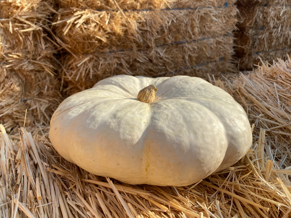 Cinderella Fairytale Pumpkins - Farmers Market