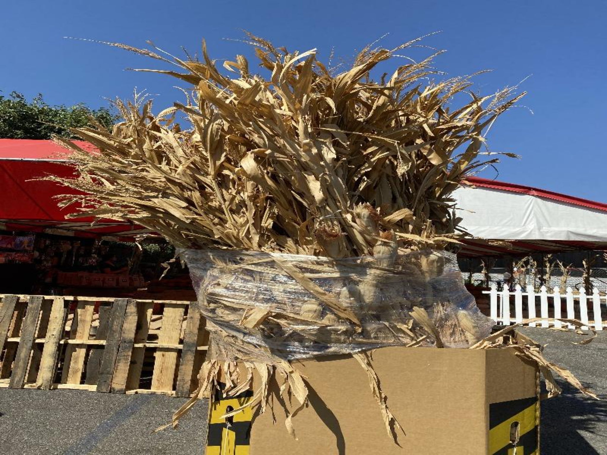 Corn Stalk - Torrance