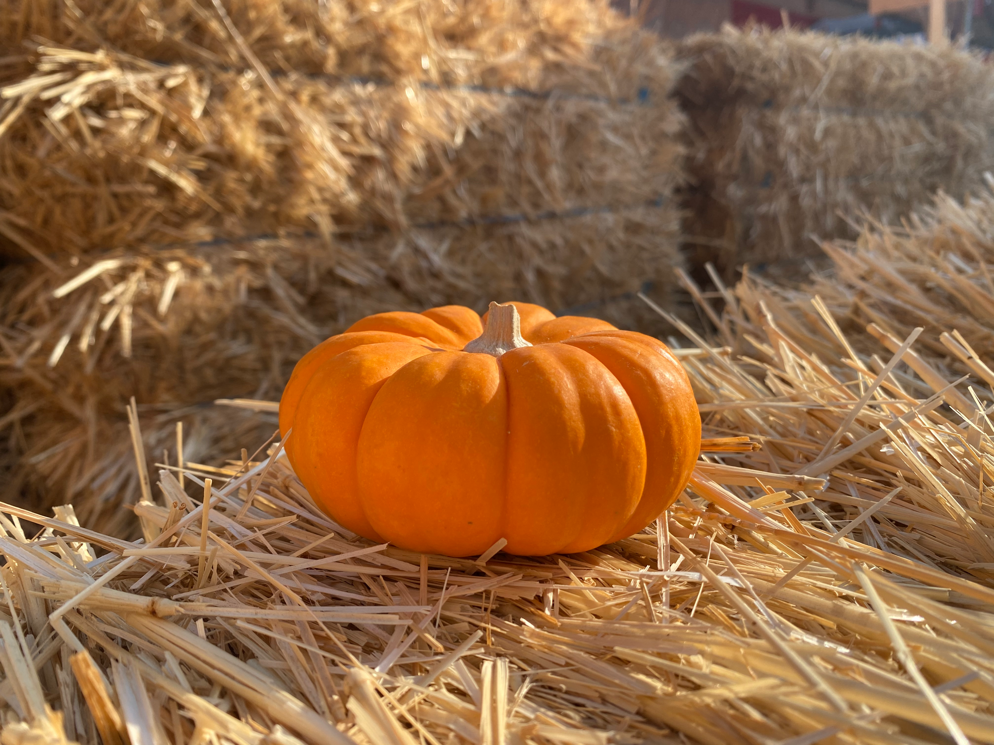 Traditional Small Pumpkin - San Diego