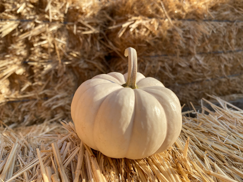Traditional Small White Pumpkin - Torrance