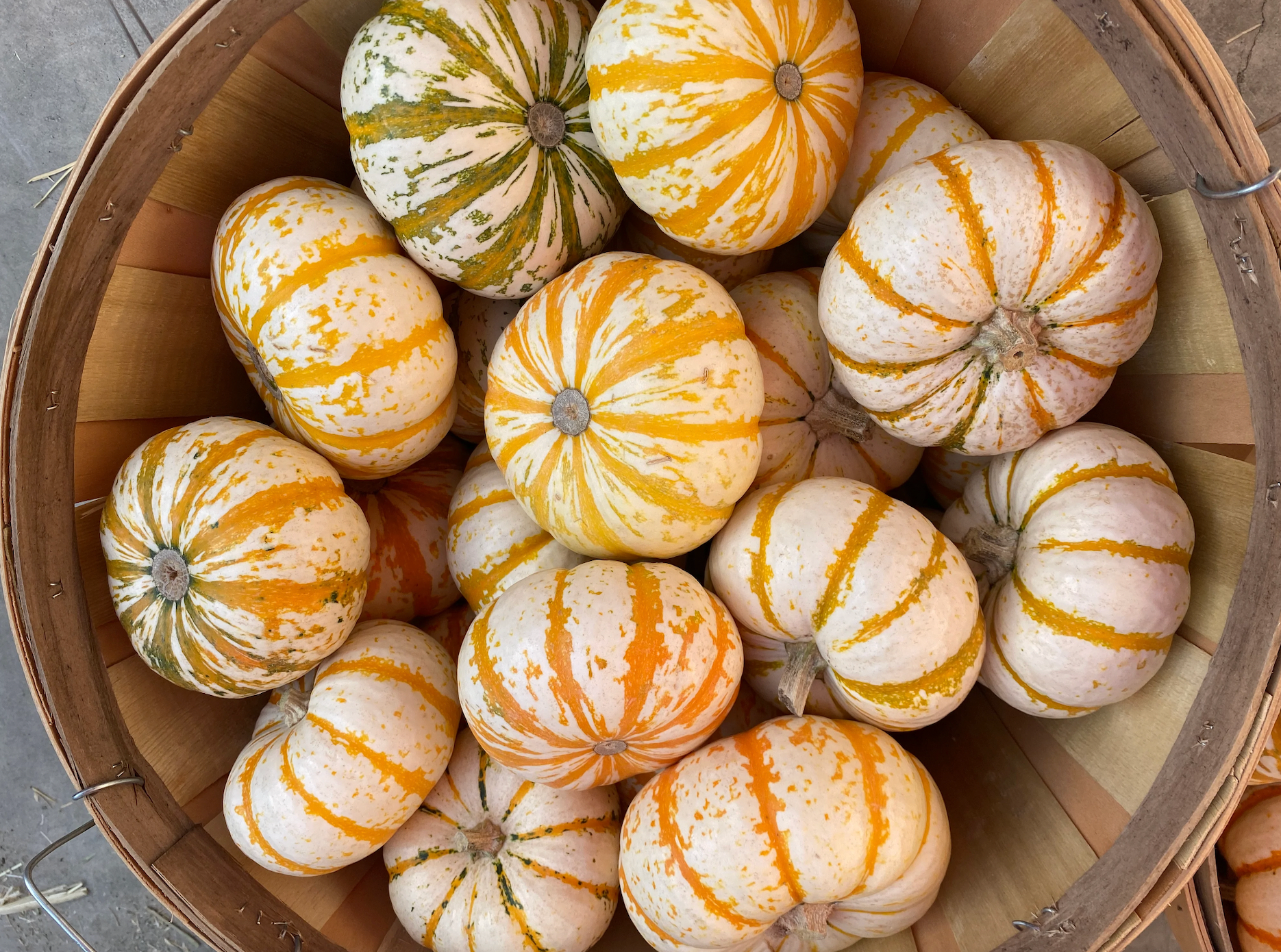 Mini Tiger Stripe - Farmers Market