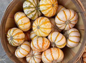Mini Tiger Stripe - Farmers Market