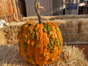 Witch Pumpkin - Farmers Market