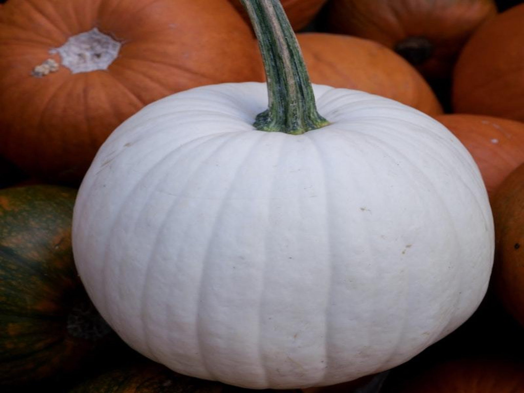 Ghost Pumpkins - West LA