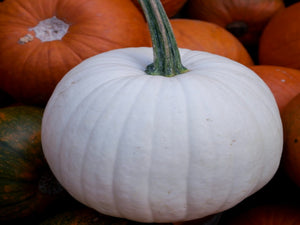 Ghost Pumpkins - San Diego