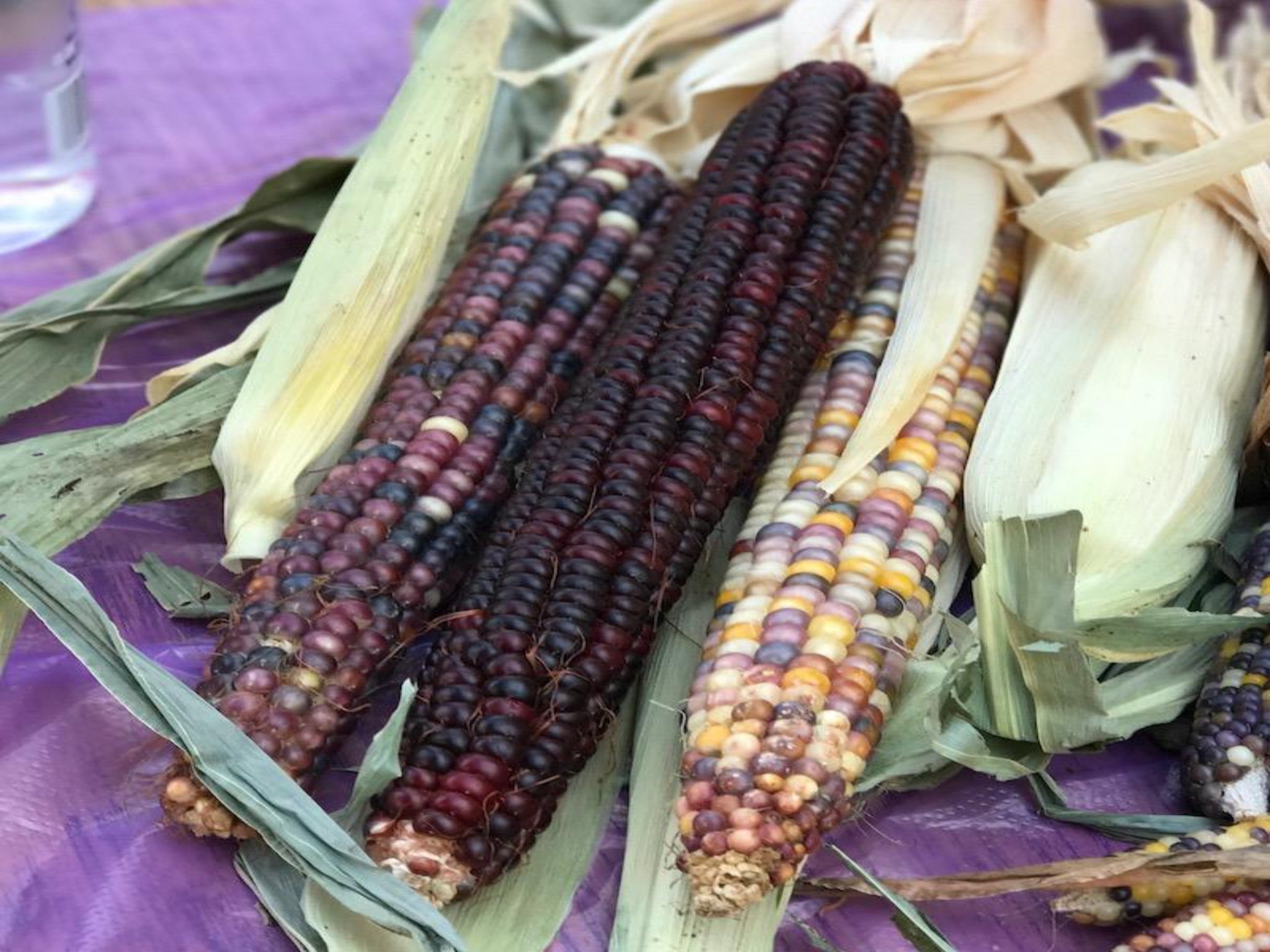 Large Indian Corn Bundle - Farmers Market