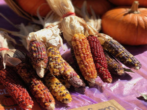 Small Indian Corn Bundle - La Jolla