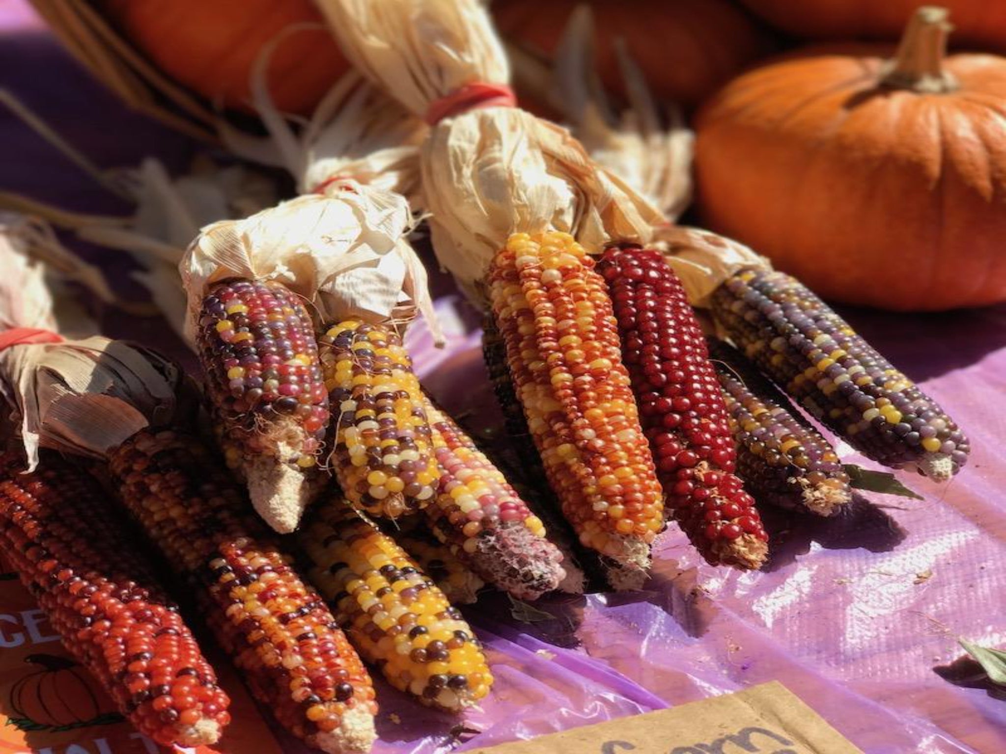 Small Indian Corn Bundle - Farmers Market
