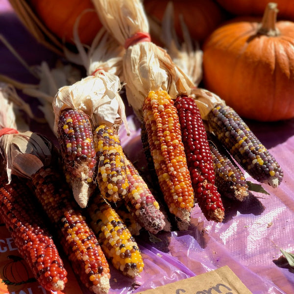 Small Indian Corn Bundle